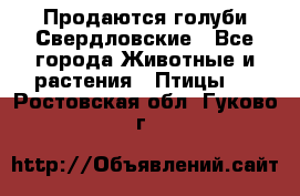 Продаются голуби Свердловские - Все города Животные и растения » Птицы   . Ростовская обл.,Гуково г.